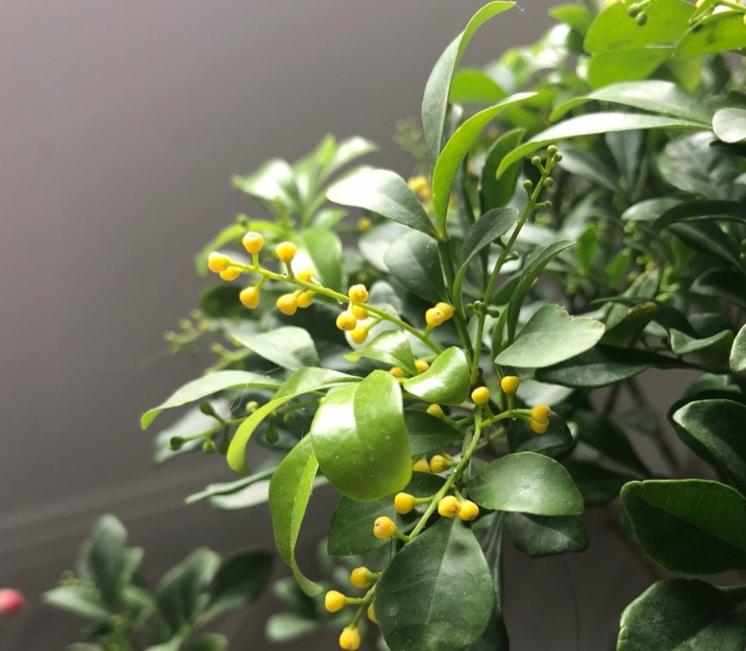 四季开花浓香室内好养的米兰花,米兰花用什么方法繁殖开花最好