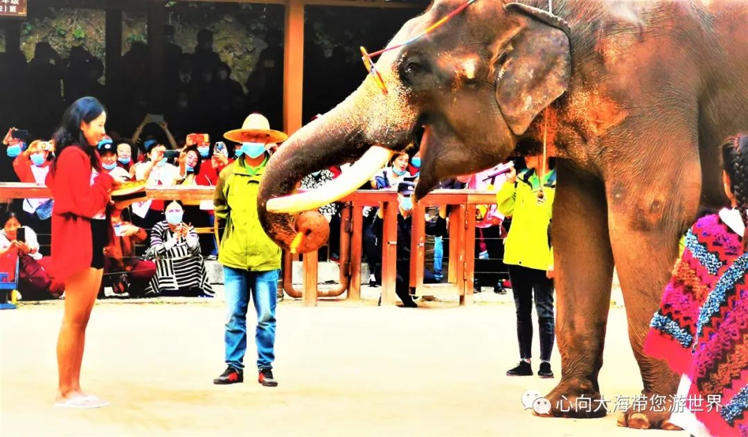 彩云之南版纳行,版纳之旅看大象