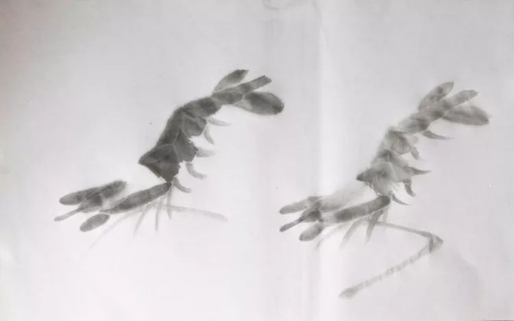 伍建丰画虾步骤图,画虾蟹的步骤图解
