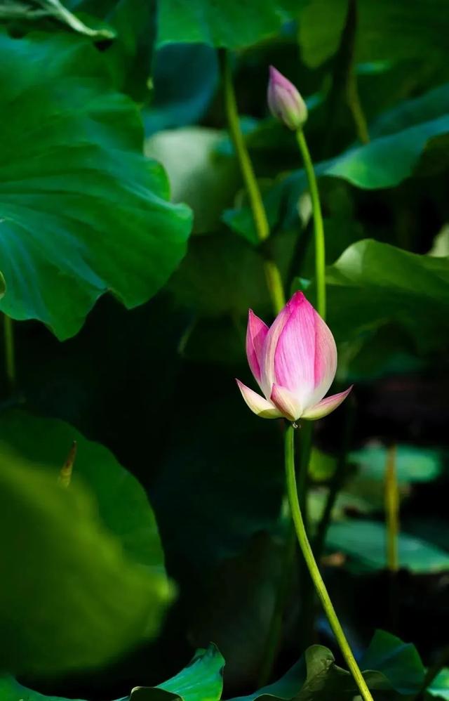 昆明周边一日游最值得去的地方,昆明周边一日游的地方推荐