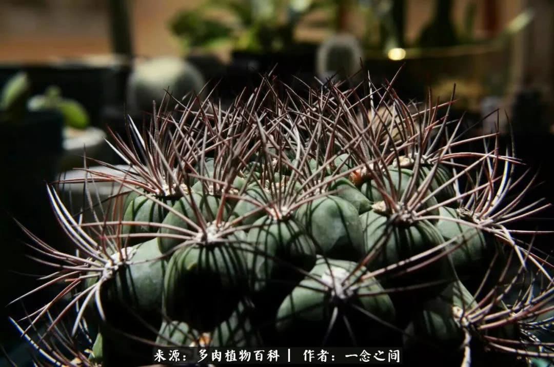 多肉牛群里的“七福神”（下）：男神篇！