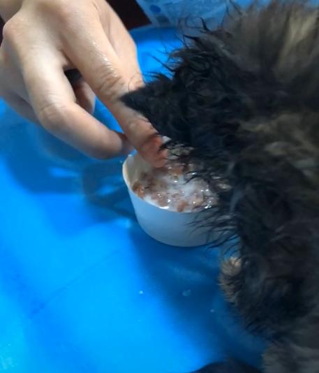 捡到一只流浪猫眼睛烂了怎么办,捡了一只生病的小奶猫
