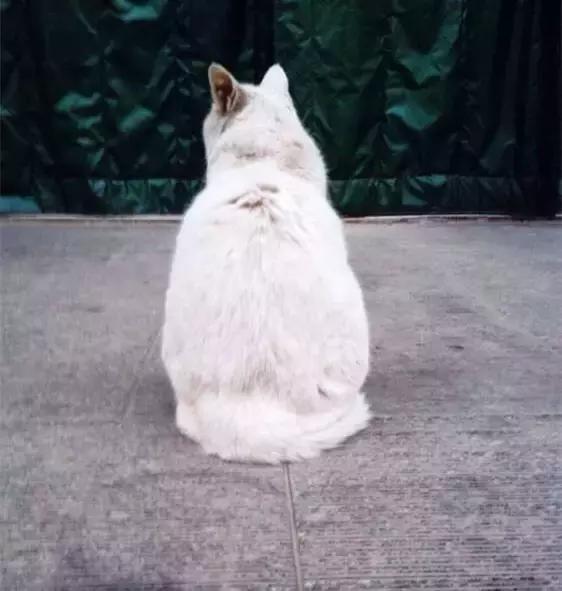 灞卞笀闄勪腑鍒嗘牎,鑿忔辰灞卞笀闄勪腑