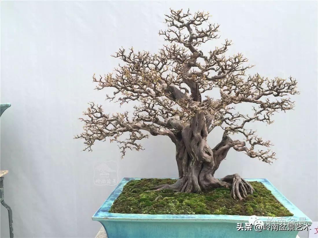 精品雀梅盆景名称,值得收藏的盆景作品欣赏