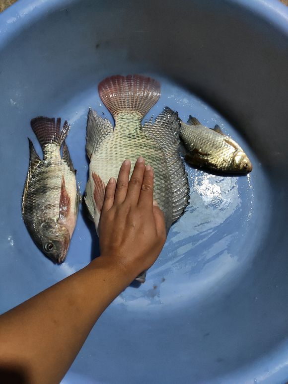 中鱼率高的技巧,中鱼后的5大技巧