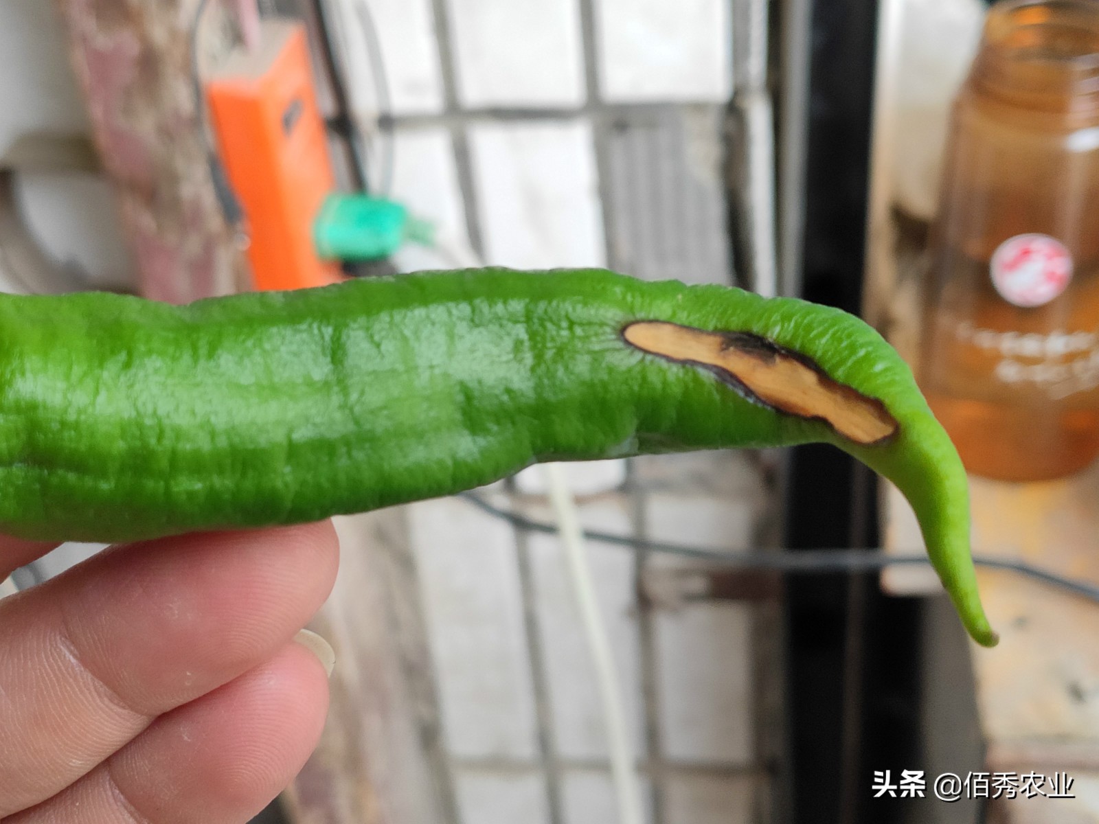 影响辣椒高产的3种因素，施肥用药有窍门，农民朋友易掌握