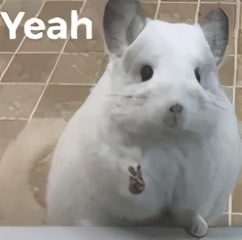 龙猫多大生小龙猫 (公龙猫还是母龙猫)