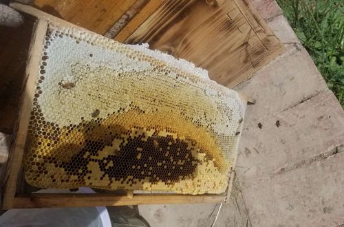 养蜂场采摘蜂蜜技巧视频,纯正蜂蜜割蜜视频教程