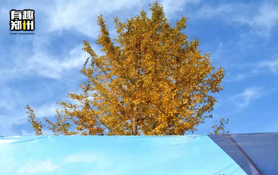 郑州宜家啥时候开业的,一年又一年郑州