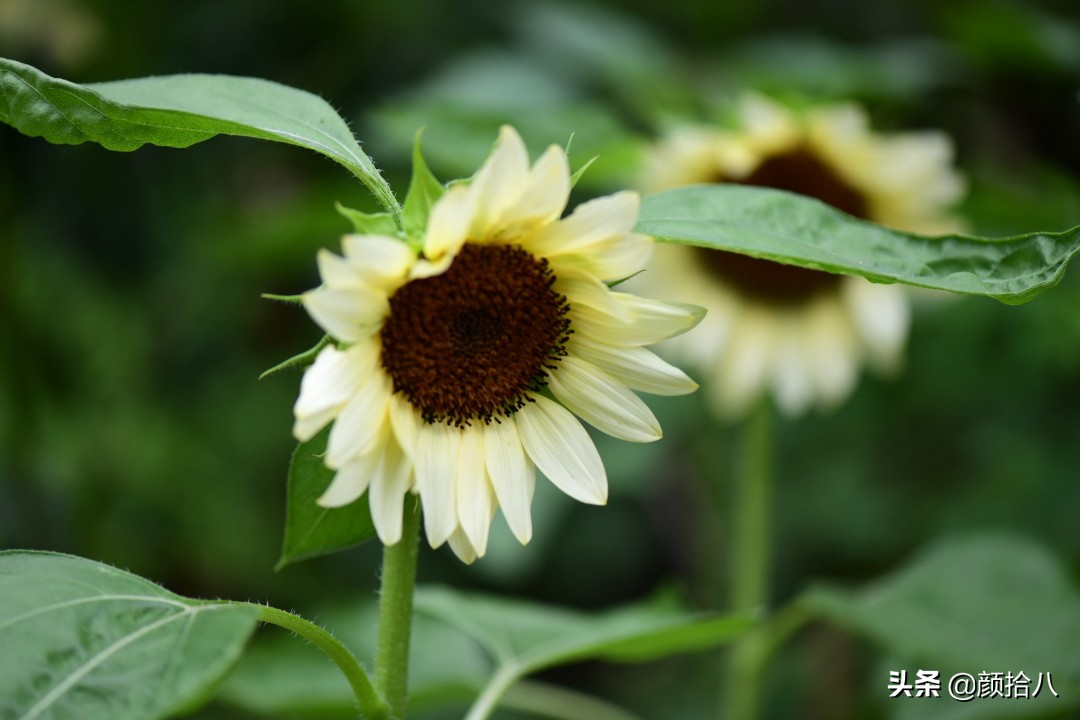 这个夏天我在花园里种向日葵|园丁