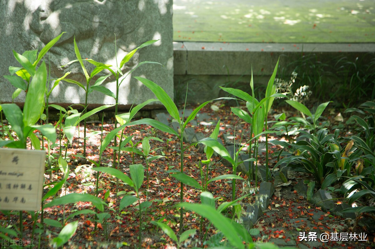 林下种植黄精需要注意什么,油茶林下种植黄精视频