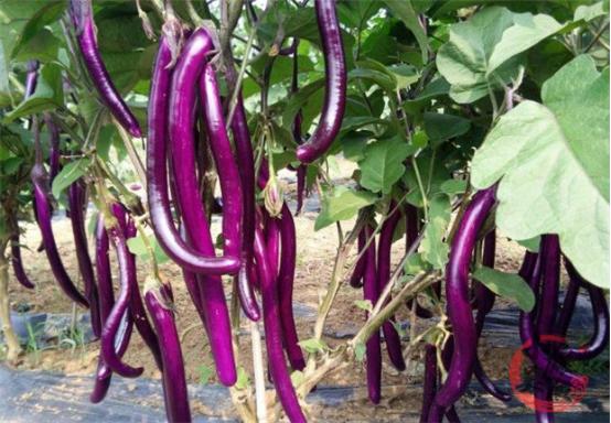 如何挑选茄子的技巧,最好的茄子挑选方法