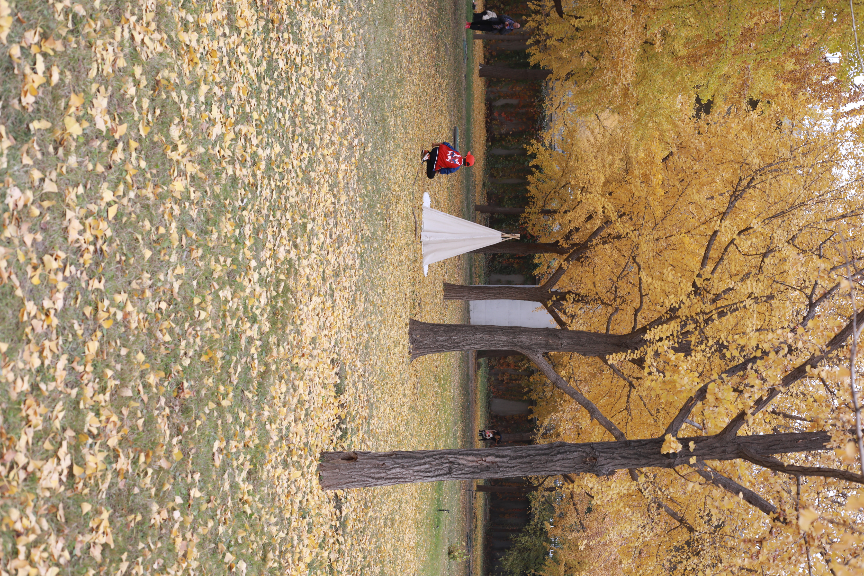 北京银杏特别黄,北京哪里有成片的银杏树林