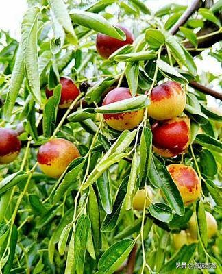 冬枣为啥是沾化特产,沾化冬枣几月成熟