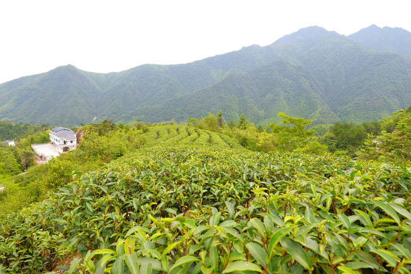 仙山岭,江西的“扎尕那”,万里茶道第一村,却被无数游客错过
