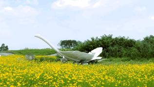 双流空港花田最新进展,双流空港花田开放了吗最新回复