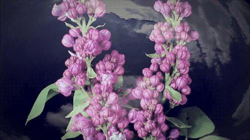 暮春：风住尘香花已尽，清风明月两相依