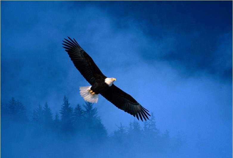 天津瞪羚企业和雏鹰企业申报条件,天津雏鹰瞪羚企业