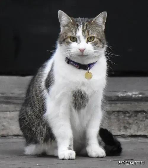 英国第一御猫,英国第一猫拉里视频