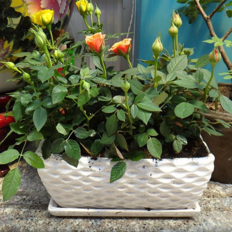 月季花黄叶怎么办?“3招”让它绿油油,变茂盛,花儿越开越多