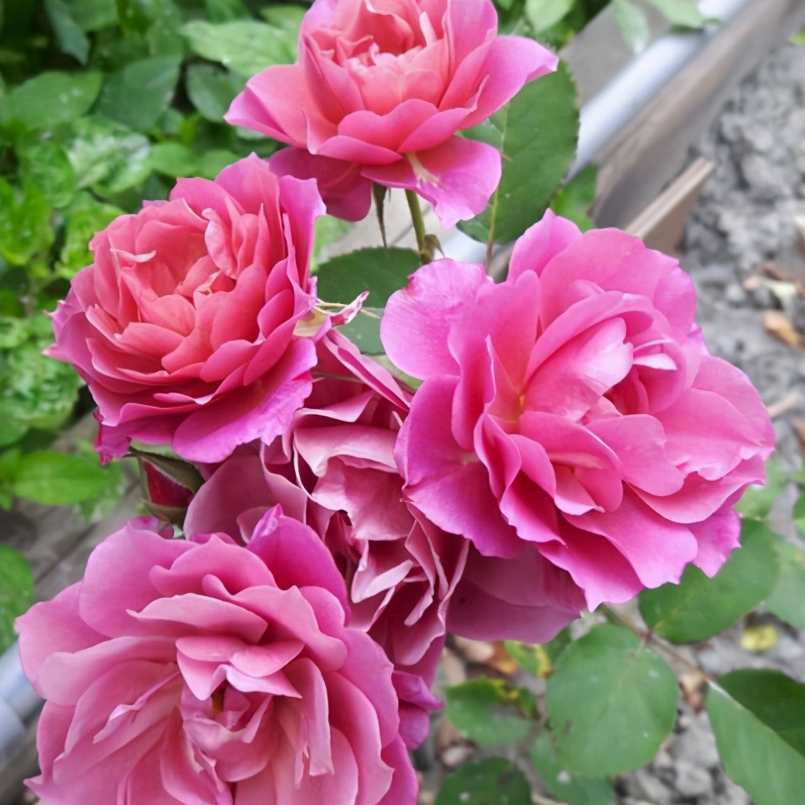 这些花“好看又好养”，不怕高温不怕晒，适合新手夏天养