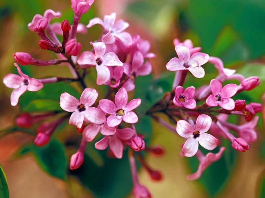 丁香花的诗句唯美,关于丁香花的诗句诗词