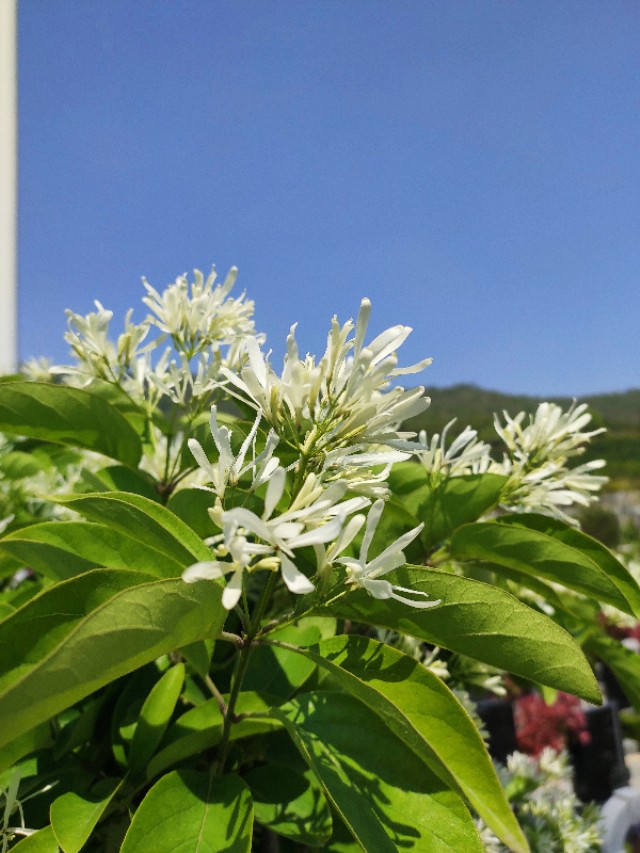 流苏的真面目,现实中的流苏