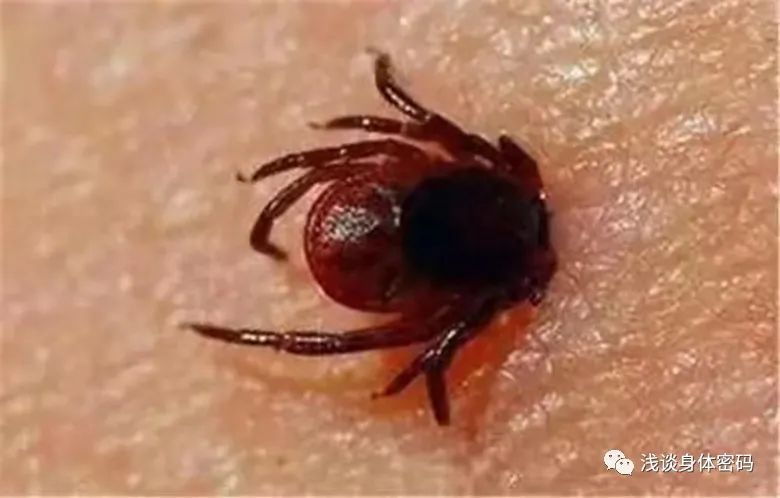 草丛杀手是什么,草丛里的蜱虫是什么