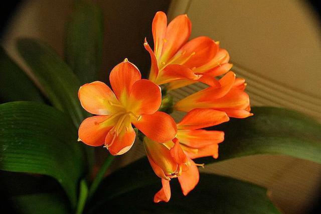 君子兰根系少量腐烂如何修剪,君子兰枯萎了怎么拯救