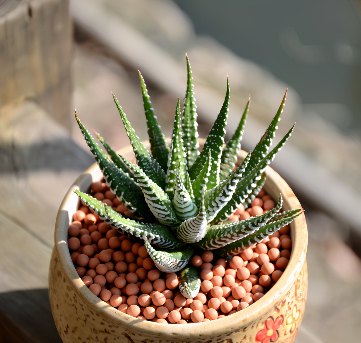 室内耐阴多肉植物推荐,多肉植物耐阴吗