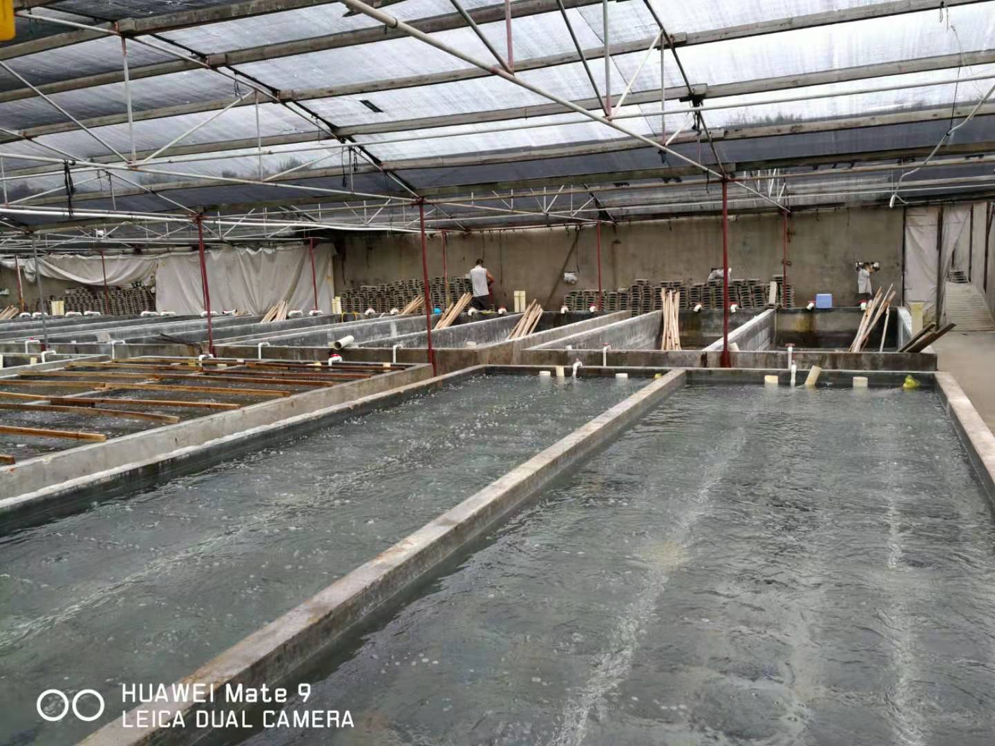 辽参新突破：从大连到福州的“北苗南养”工程由这个单位领衔实施