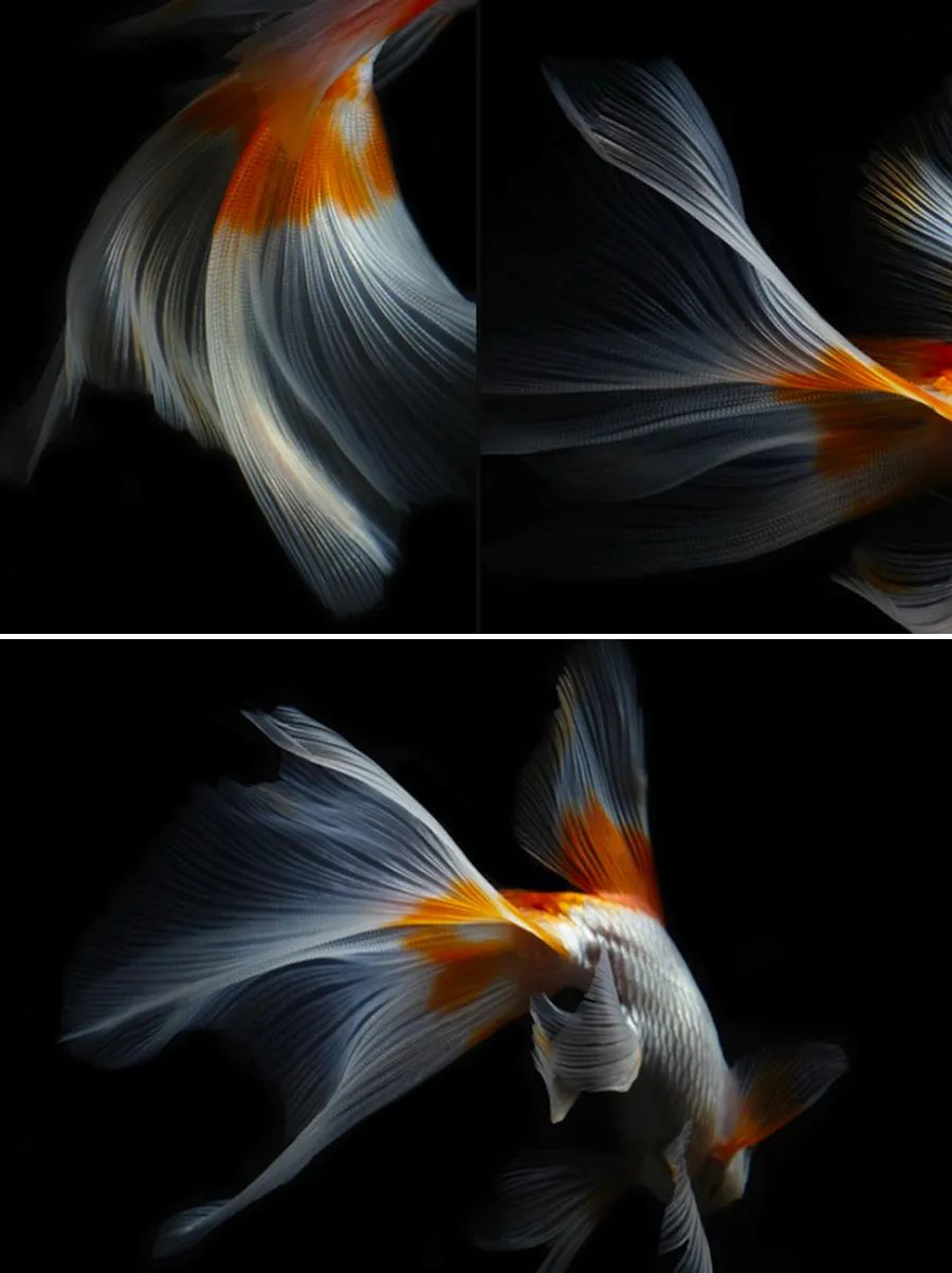 画金鱼儿童画,儿童画教程大全简单漂亮的花