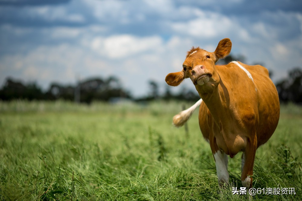 澳大利亚乳制品,澳大利亚乳制品市场涨价