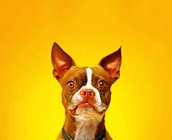 毛里求斯旅游签证条件,毛里求斯签证政策解读