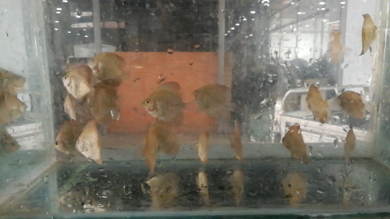 逛观赏鱼市,市场里的观赏鱼热带鱼