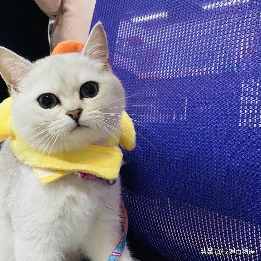 疫情期间宠物引起的疾病,疫情期间宠物便秘怎么解决