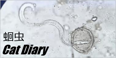 蛔虫病有哪些症状应该怎么预防,蛔虫病猫