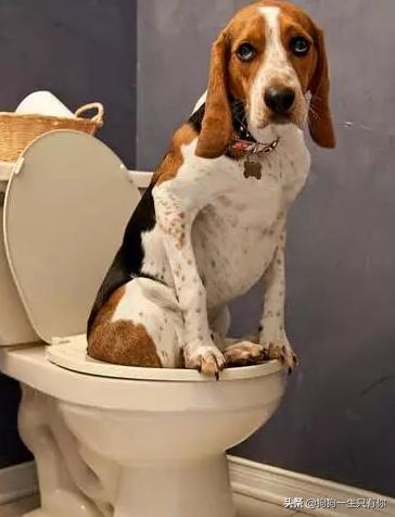 主人只要不在家狗狗乱拉尿怎么办,为什么主人在家狗狗就乱尿