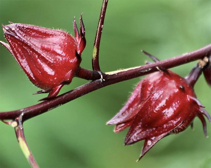 养花知识洛神花,洛神用什么盆栽好看
