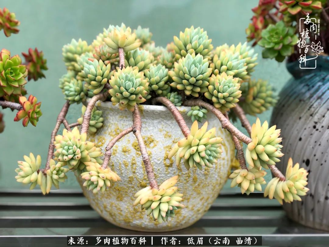 多肉怎么养度夏,多肉怎么养之度夏篇