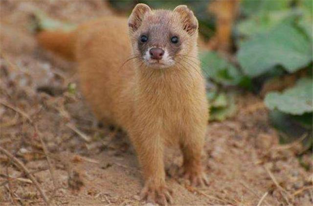 被称为黄大仙的黄鼠狼有多厉害,黄鼠狼为什么被人类称为黄大仙