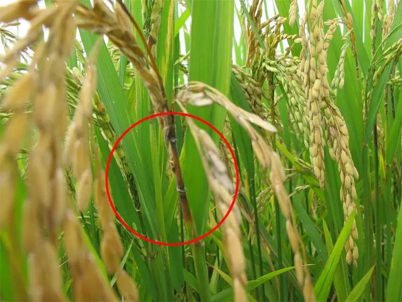 水稻抽穗上来有白穗是什么原因,小麦抽穗后出现白穗是怎么回事