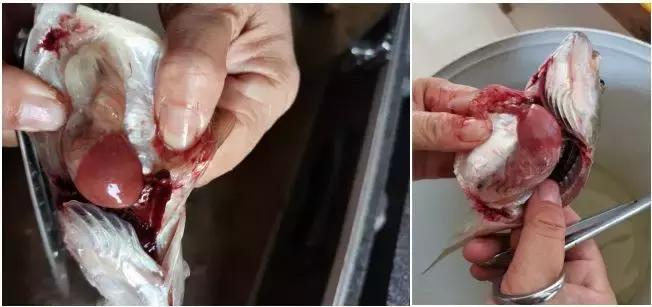 加州鲈细菌性肠炎治疗难度大，如何做到绿色、用药、安全防控？