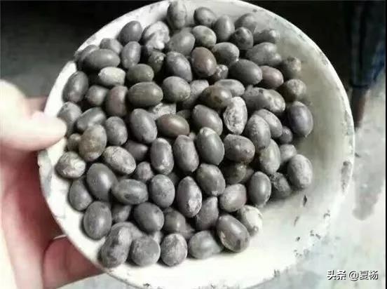 莲子埋入土里多久还可以发芽,莲子埋在泥里会发芽吗