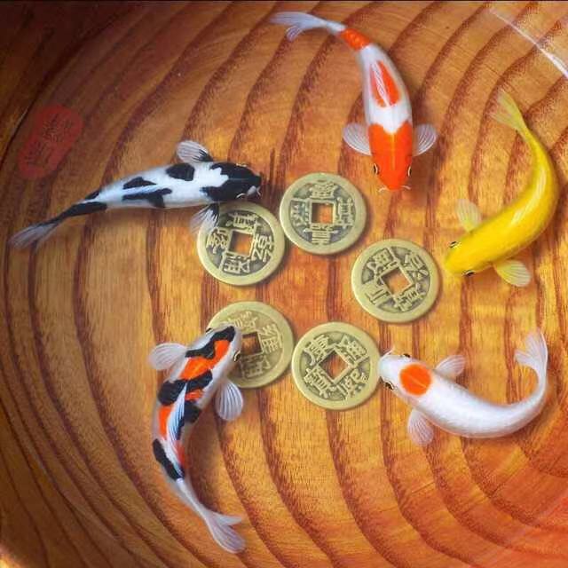 养鱼张哥最新视频,鱼缸怎么养锦鲤鱼最好