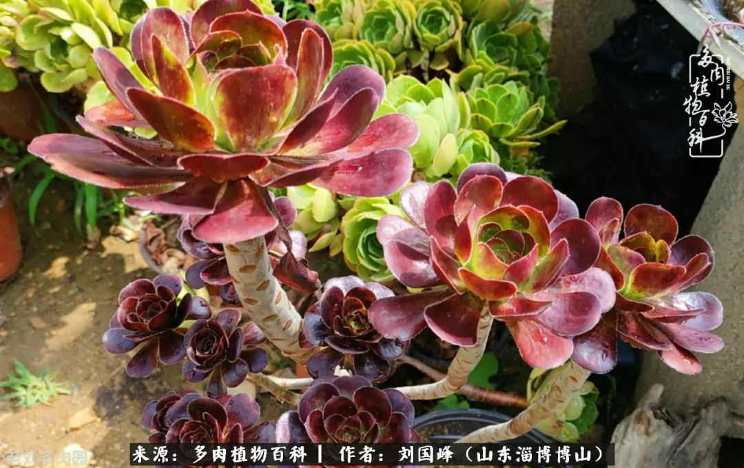 多肉植物大王叫我来巡山,大王叫我来巡山绿植