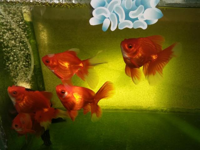 怎么给观赏鱼投喂饲料,观赏鱼投喂活食