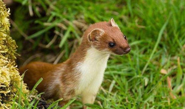 老祖宗为什么说黄鼠狼不能抓,为什么说黄鼠狼不能杀