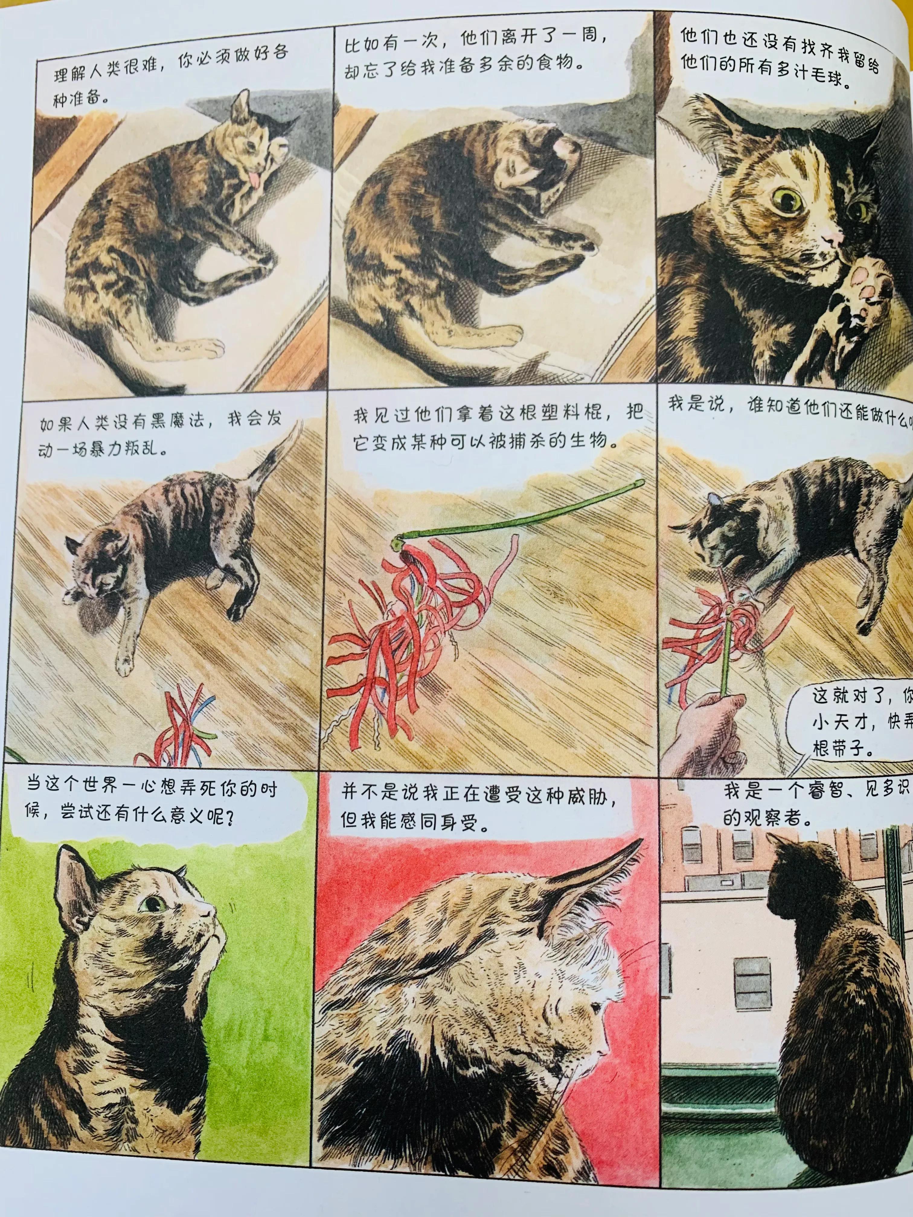 猫咪搞笑日常漫画,一个关于猫的搞笑漫画