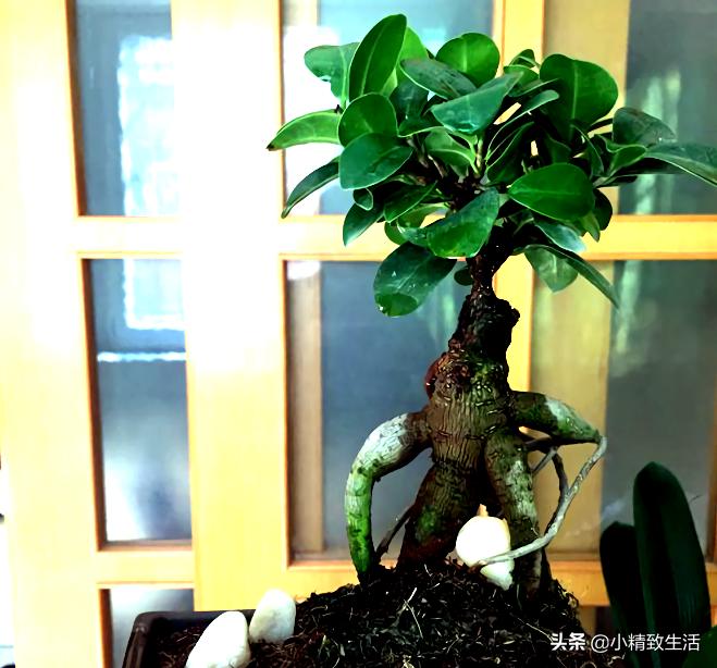 参榕是怎么养成的,养人参榕树用什么土